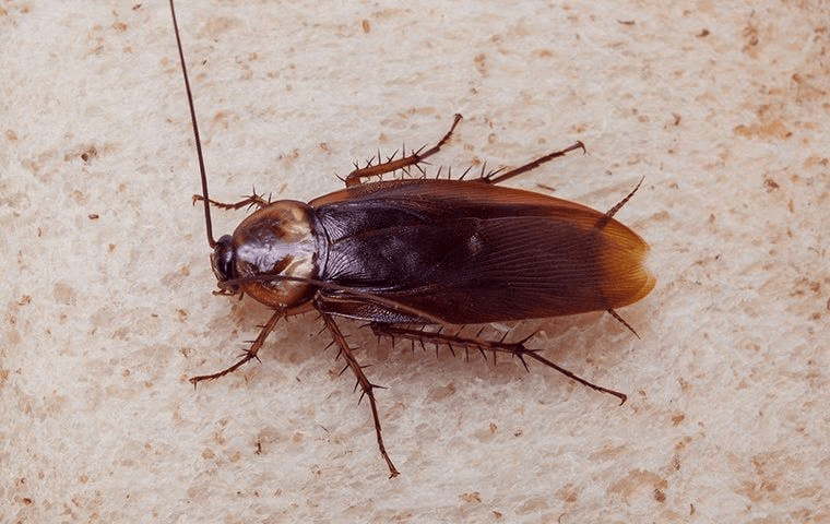 large cockroach sitting on a wall