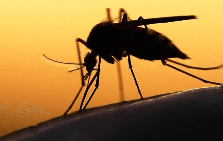 mosquito silhouette against sunset 
